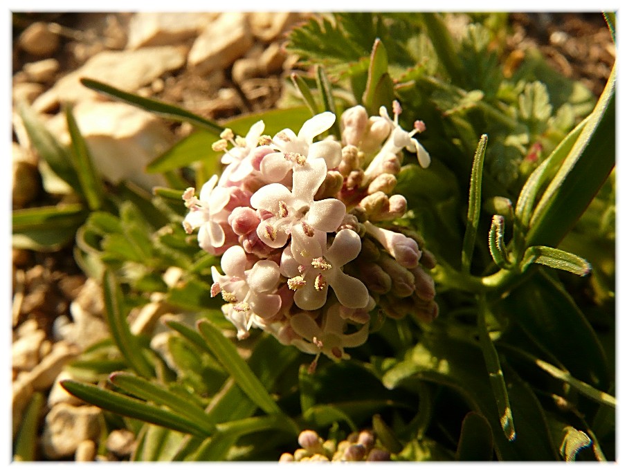 Valeriana tuberosa / Valeriana tuberosa